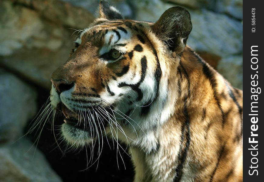 Image of a beautiful tiger