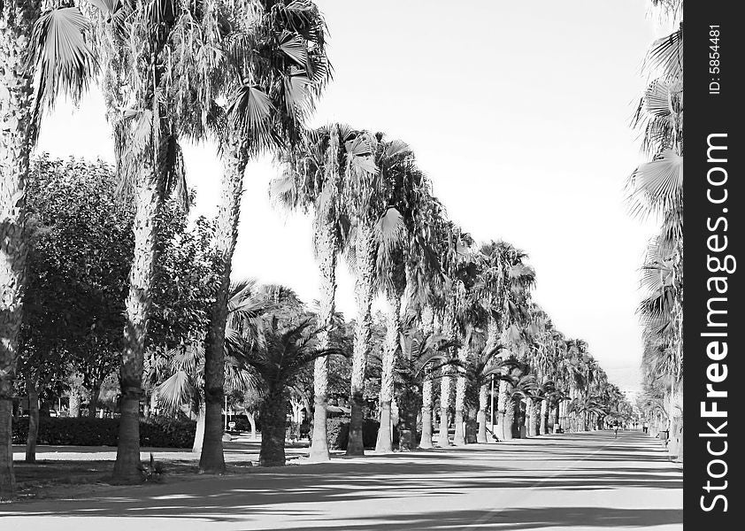 Palm alley in tropical city seaside park.