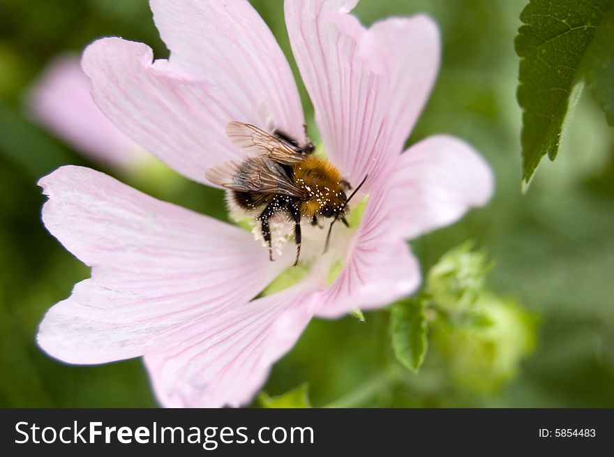 Busy bumblebee on a pink flower. Busy bumblebee on a pink flower