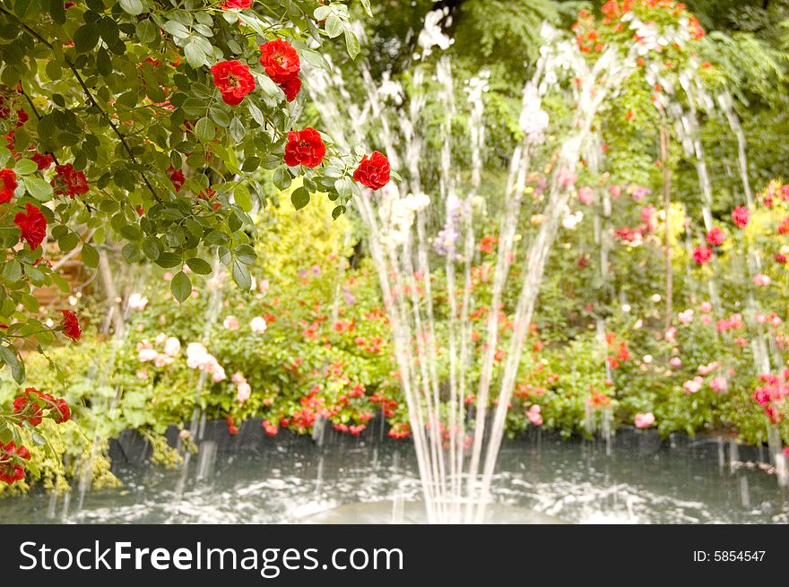 Fountain and roses at a summer day in a city park. Fountain and roses at a summer day in a city park