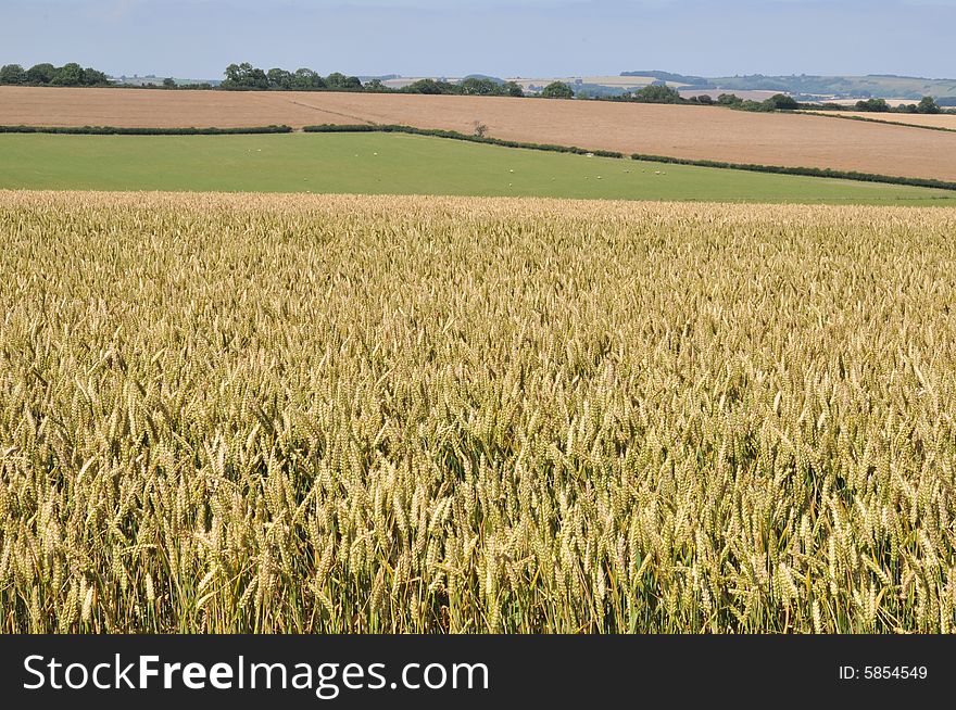 Cornfield north of Dorchester Dorset. Cornfield north of Dorchester Dorset