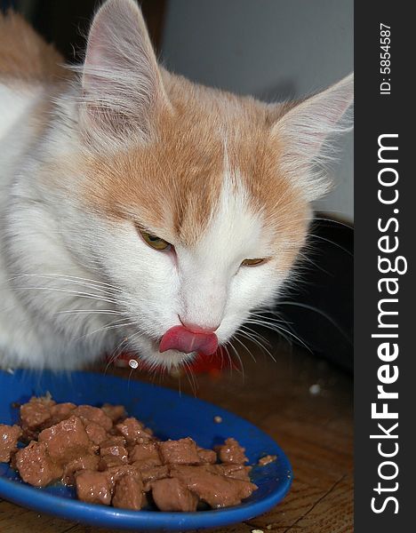Cat licks lips above a bowl with meal. Cat licks lips above a bowl with meal