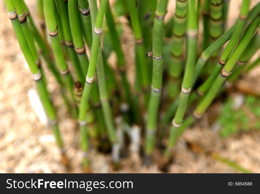 Little Bamboo