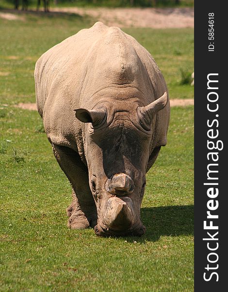 A large African white rhinoceros is grazing.