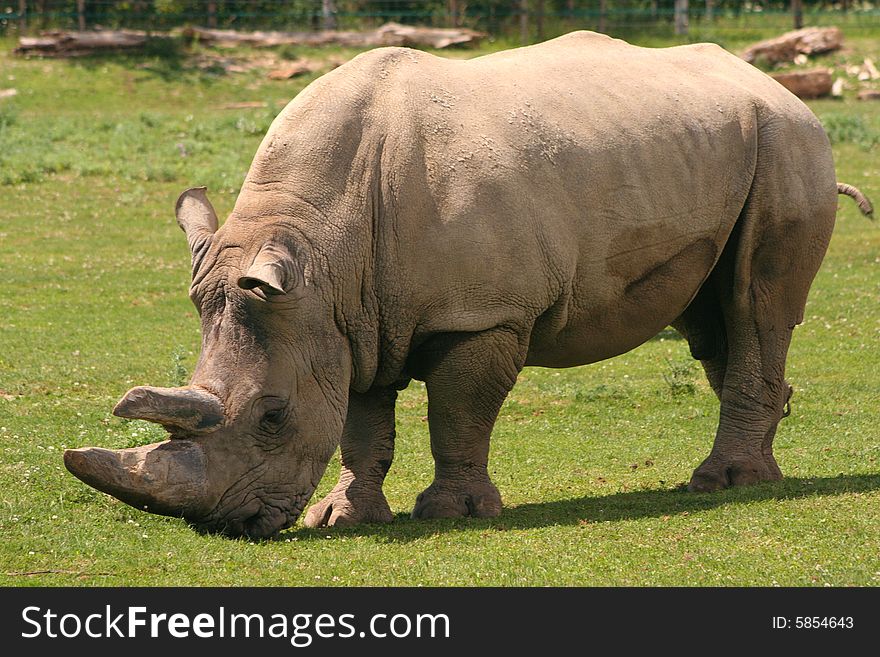 A large African white rhinoceros is grazing.