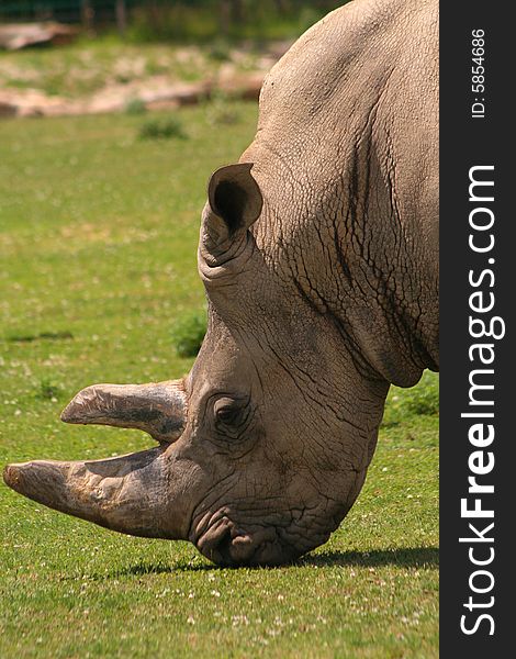 A large African white rhinoceros is grazing.