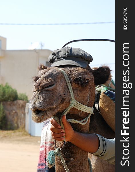 Tunisian camel in hat on farm