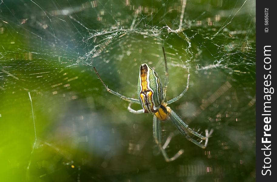 Close-up of a Basilica Spider (Mecynogea lemniscata) waiting for prey in its dome web. Close-up of a Basilica Spider (Mecynogea lemniscata) waiting for prey in its dome web.