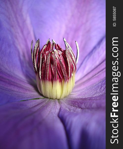 Violet-blue Clematis 'Xerxes' macro shot. Violet-blue Clematis 'Xerxes' macro shot.