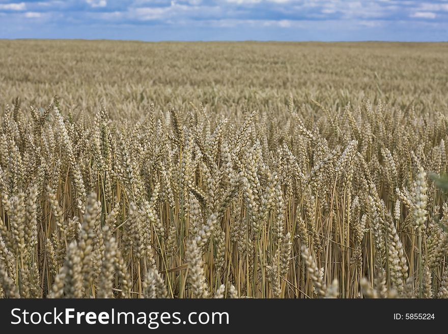Grain field and blue sky