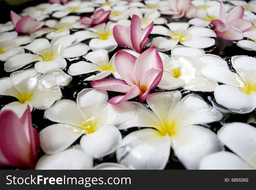 frangipani in Water and colorful with close-up