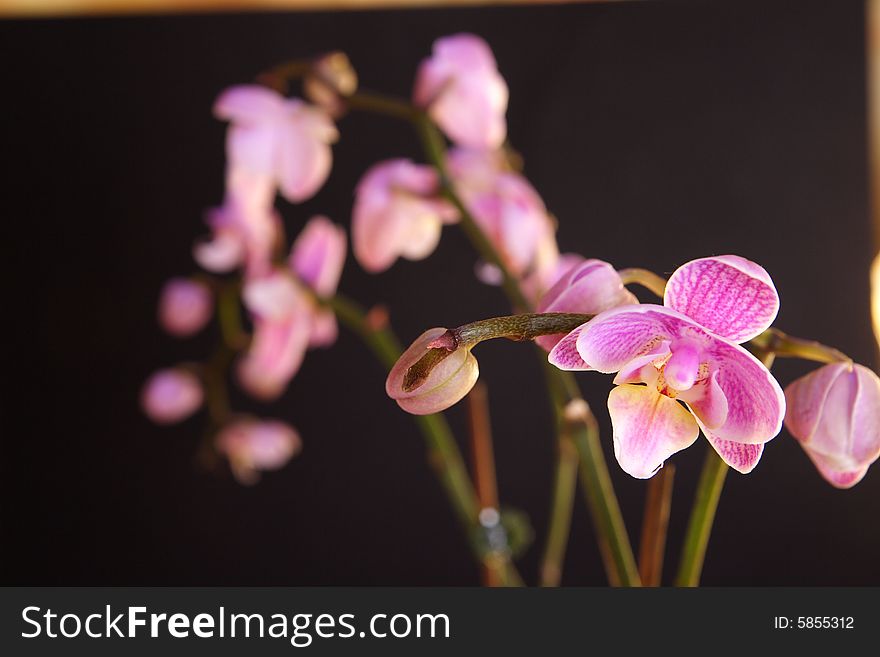 Moth Orchid (Phalaenopsis orchidaceae) detail on black
