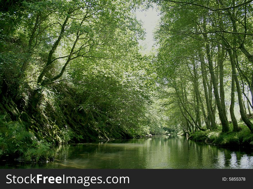 Green Forest By A River