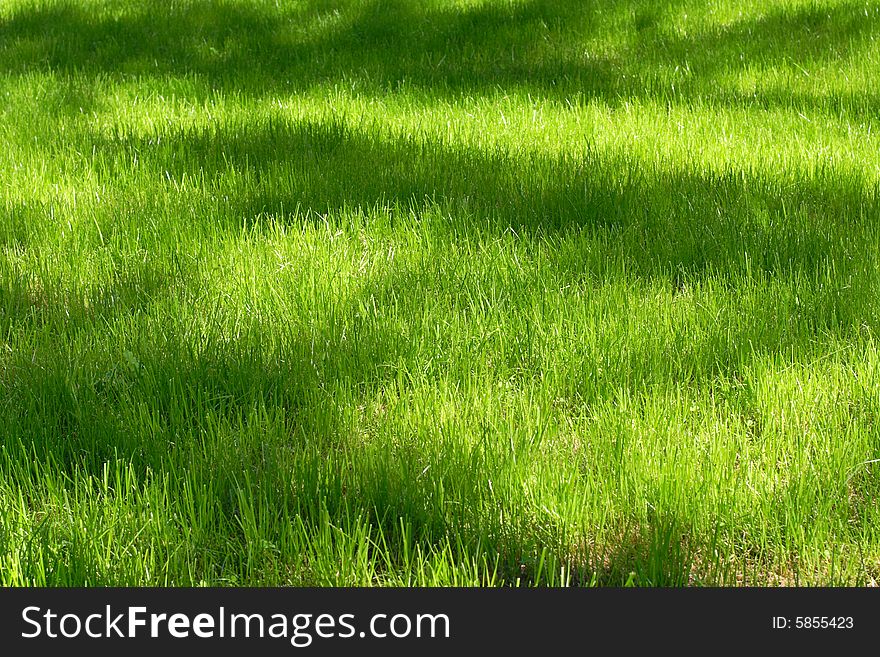 Green lawn with a shadows from trees