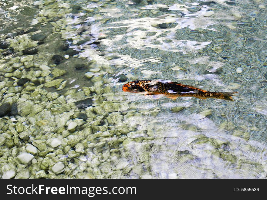 Fish in a small pool in the garden