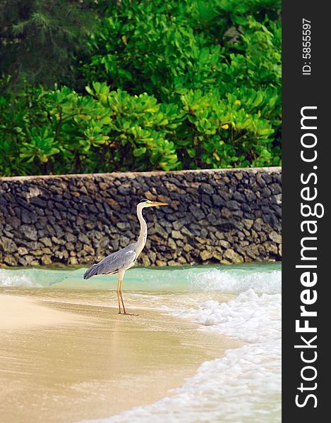 Ardea cinerea - Grey Heron at the beach. Maldives