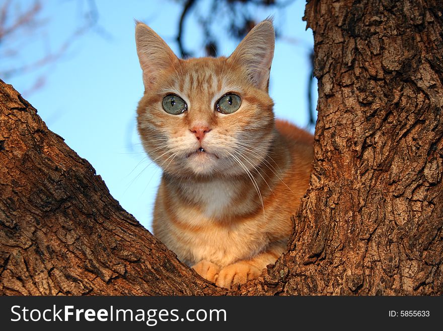A Ginger Cat sitting in tree. A Ginger Cat sitting in tree