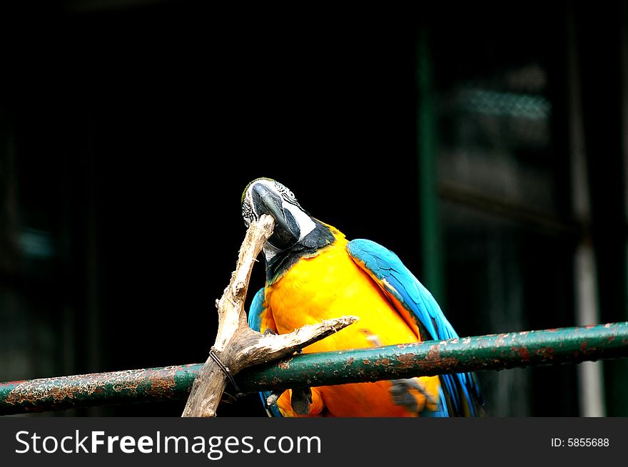 The parrot sitting on the branch