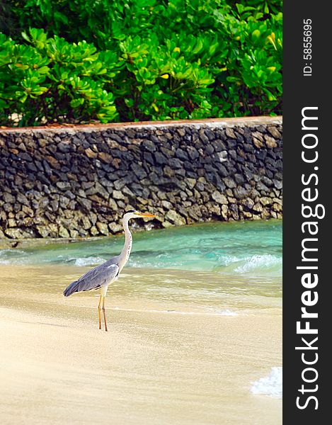 Ardea cinerea - Grey Heron at the beach. Maldives