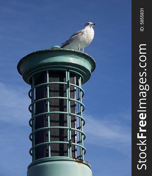 A lone seagull perches atop a post to survey his surroundings.