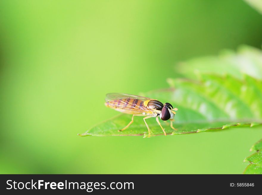 The syrphid flies falling a leaf of grass.