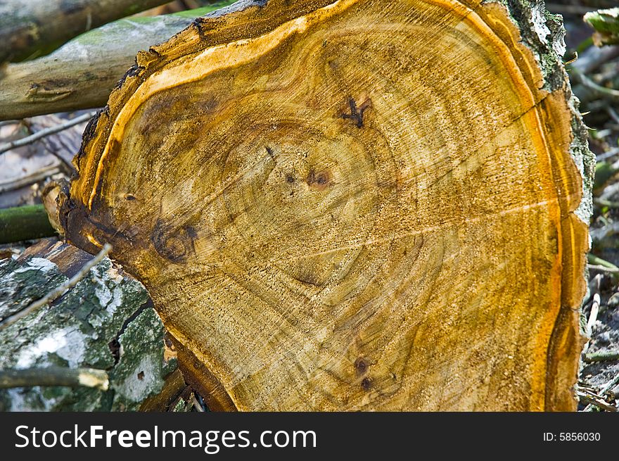 Wooden Saw Cut