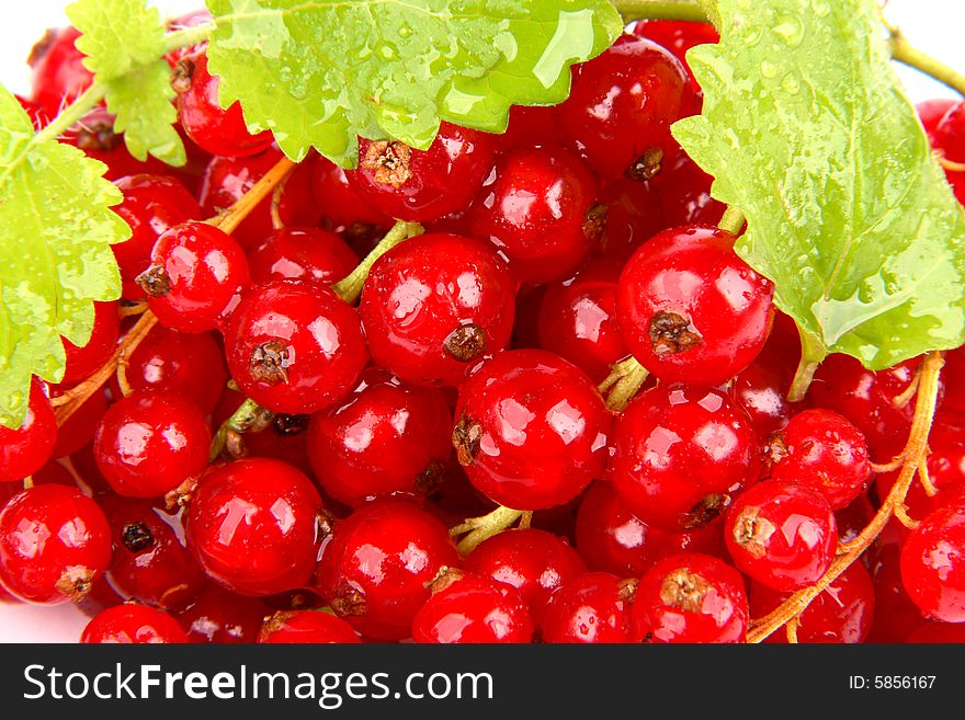 Very fresh and juicy red currants