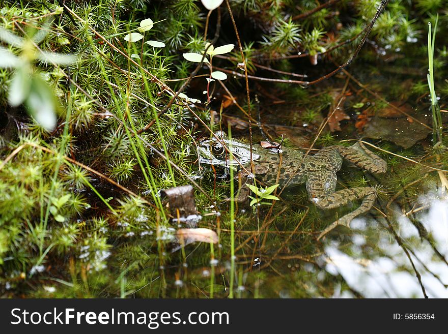 Big green frog in water
