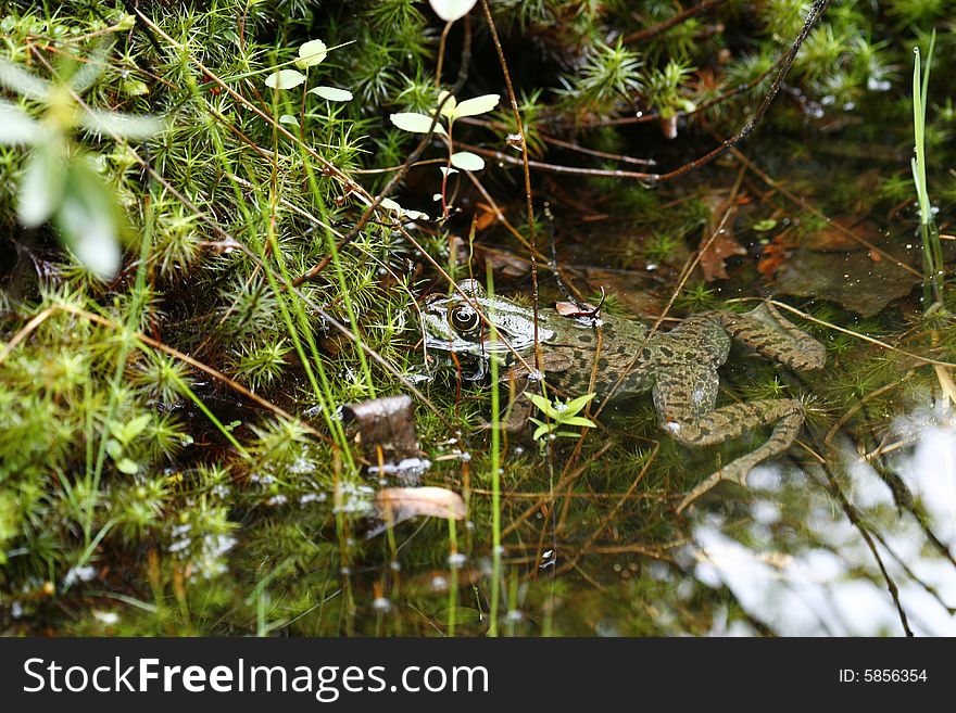 Green Frog