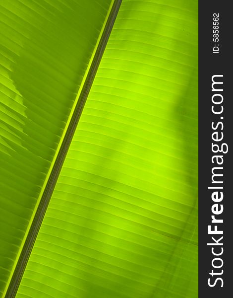 The abstract banana leaf green background. The abstract banana leaf green background