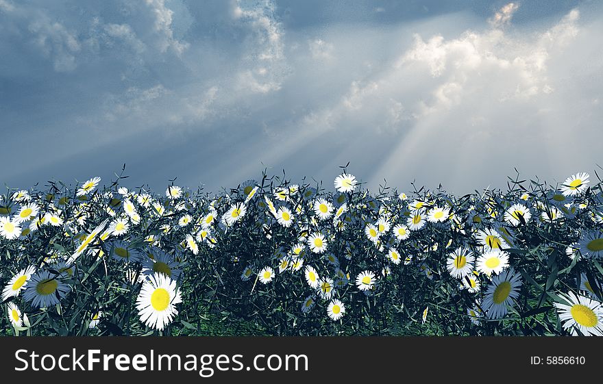 Beautiful field of flowers in the god rays. Beautiful field of flowers in the god rays