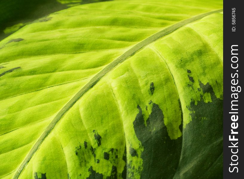 Picture of a Green leaf texture