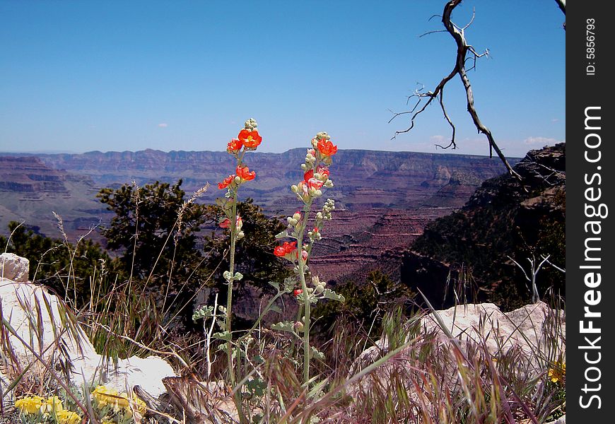 Flowers overlooking a cliff on the edge of the Grand Canyon.