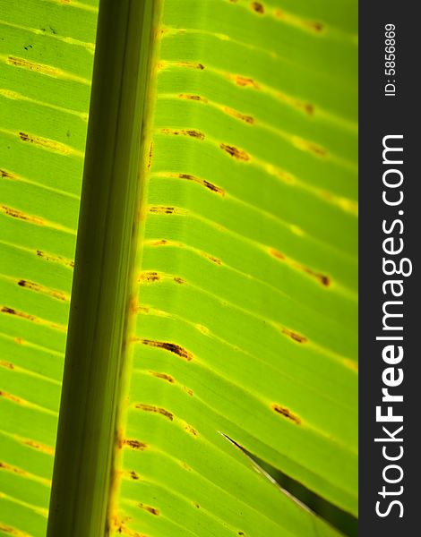 The abstract banana leaf green background. The abstract banana leaf green background