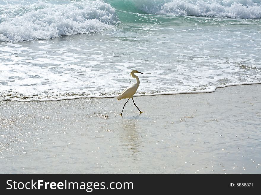 A snowy egret fishing at the ocean beach