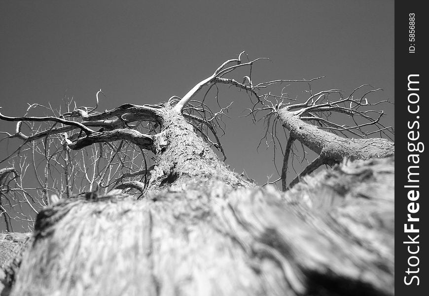 A Fallen Tree on the Edge of a Cliff Overlooking the Grand Canyon.