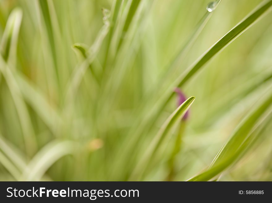 Abstract background of grass leaves and dew drops. Abstract background of grass leaves and dew drops
