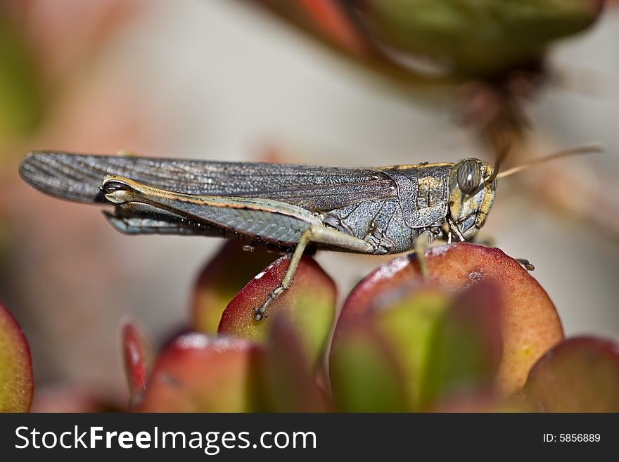 A macro of a grasshopper sitting on the cactus