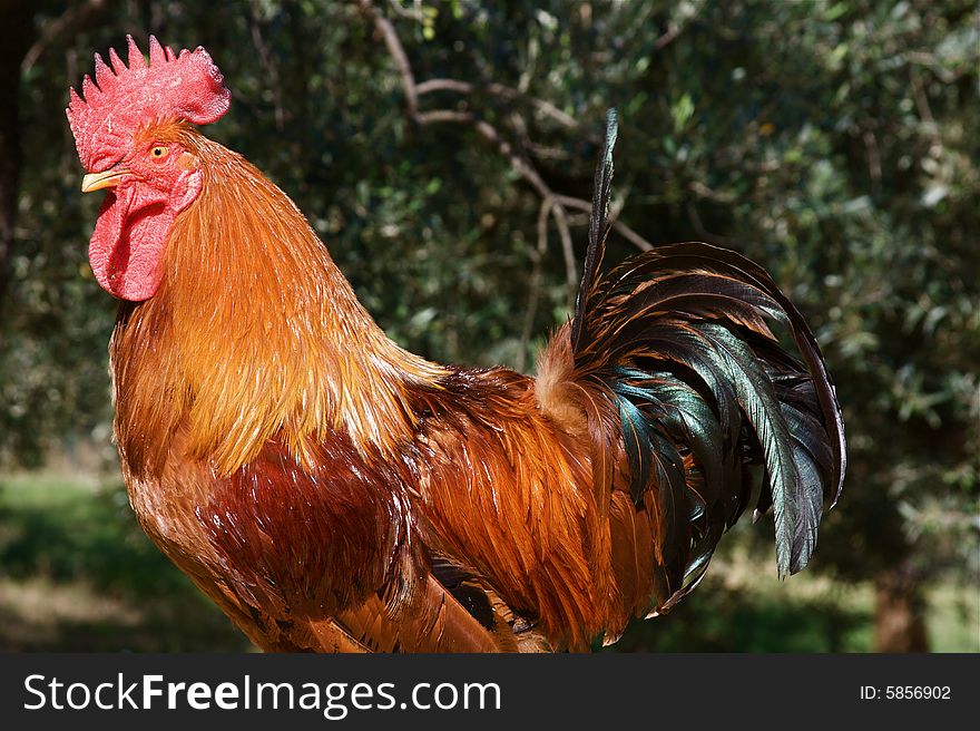 Colourful Cockerel in a farmyard setting