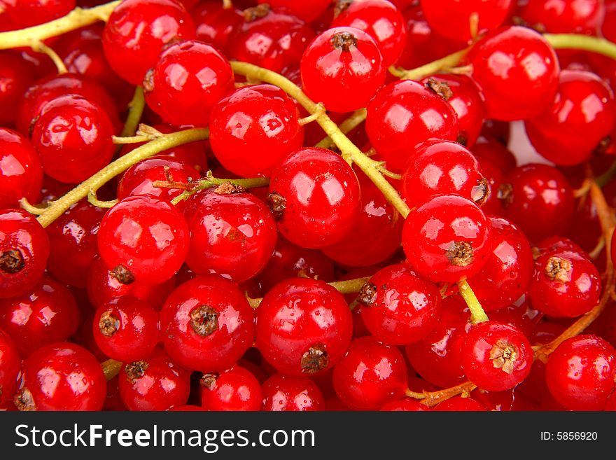 Very fresh and juicy red currant