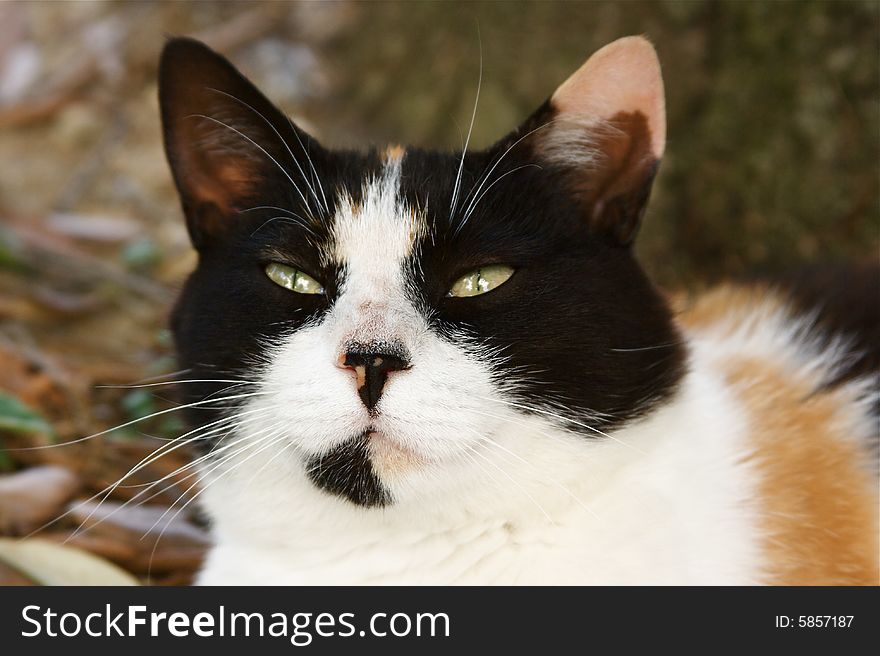 Photo of european tricolor cat. Photo of european tricolor cat