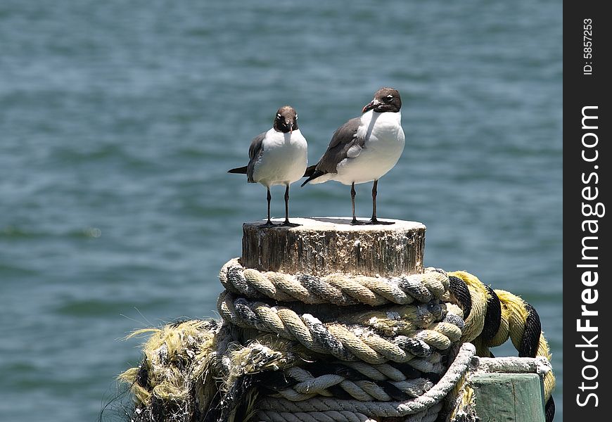 Horizontal photo of a seagull couple sitting on a piling. Horizontal photo of a seagull couple sitting on a piling