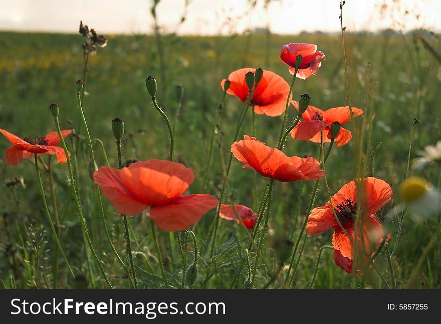 Poppies On A Field