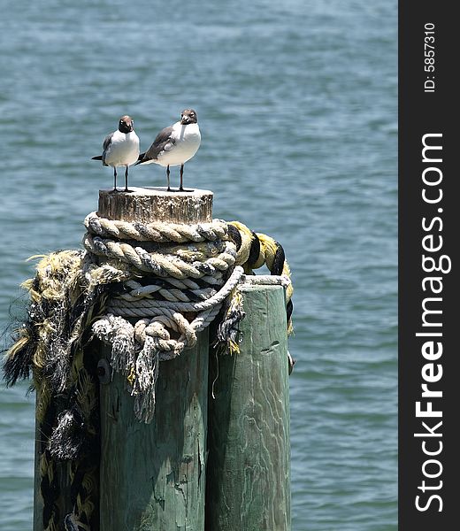 Seagull couple vertical, photo of a seagull couple sitting on a piling