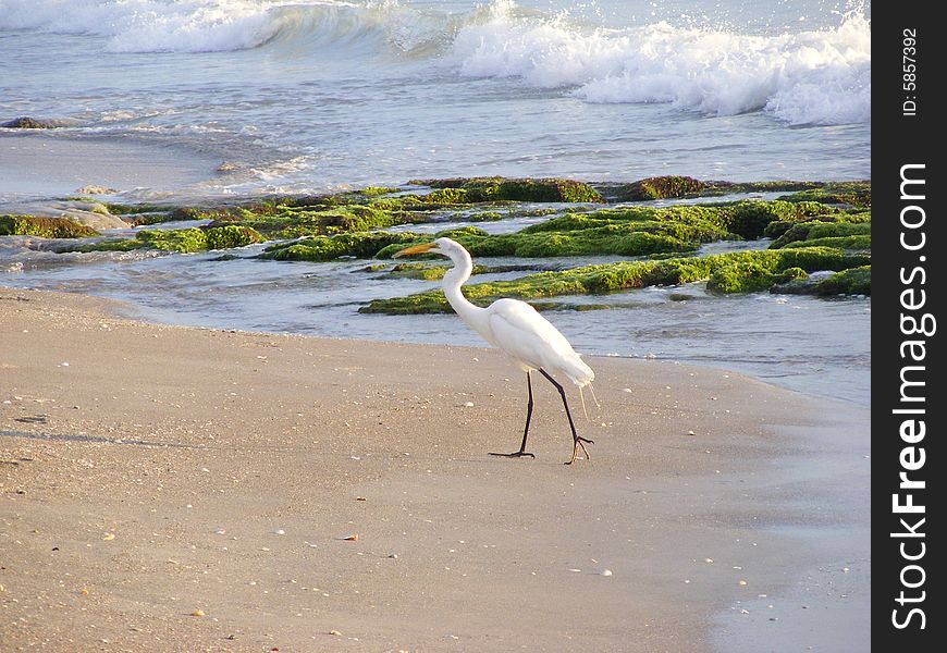 Here is a photo of a White Heron on the prowl for a meal on the beach early morning. Here is a photo of a White Heron on the prowl for a meal on the beach early morning.