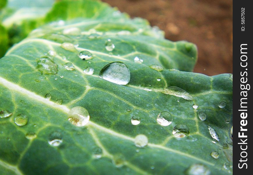 A cabbage leaf after rain.