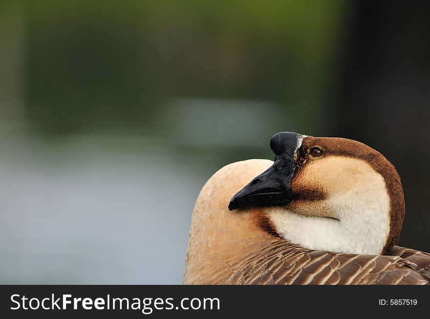 A picture of a brown goose at a farm. A picture of a brown goose at a farm