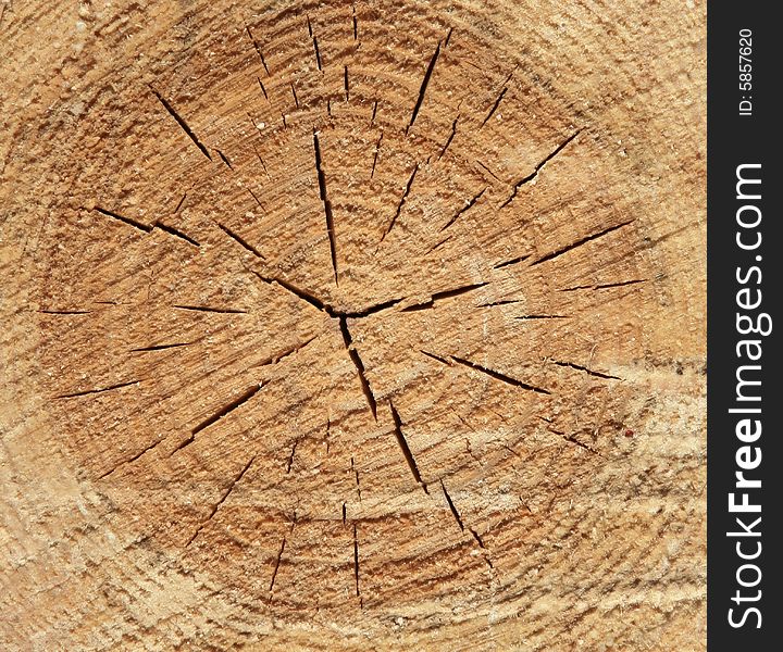 Cross section cut of a pine on a building wooden bar