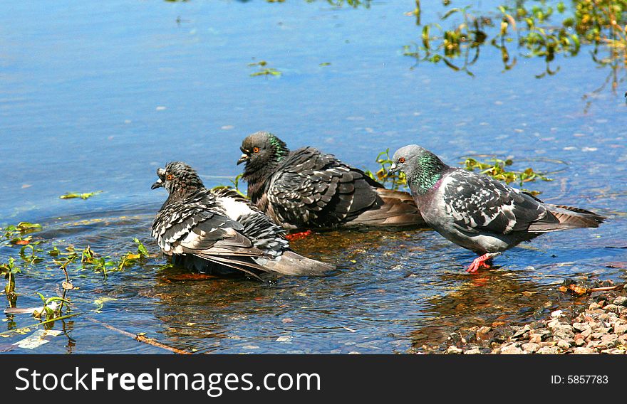 Pigeons bathe in lake at hot weather. Pigeons bathe in lake at hot weather