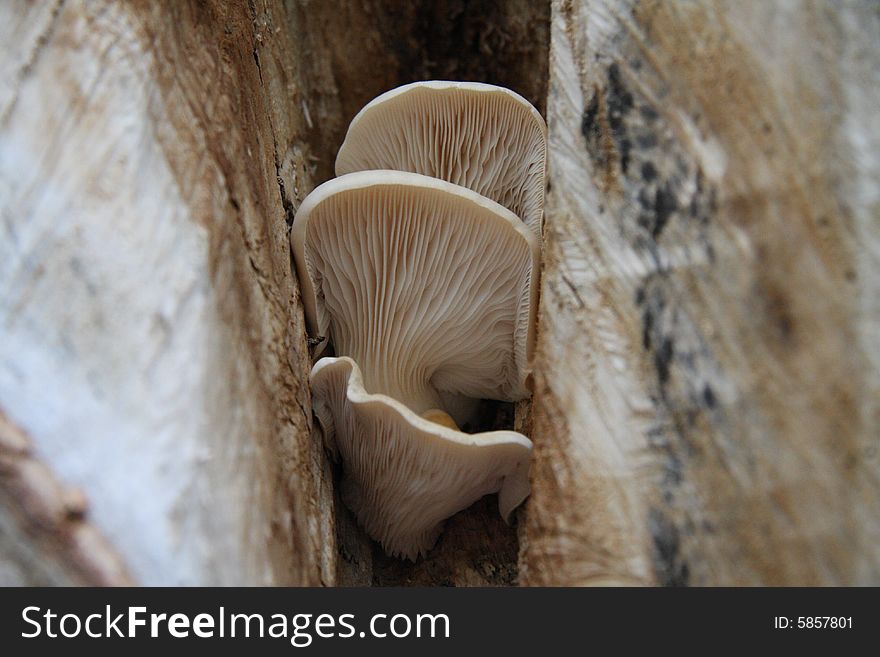 Looking up at the underside of 3 mushrooms growing out of a tree. Looking up at the underside of 3 mushrooms growing out of a tree